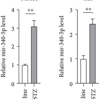 Mir P Is Upregulated In Cardiomyocytes Of Diabetic Mice A