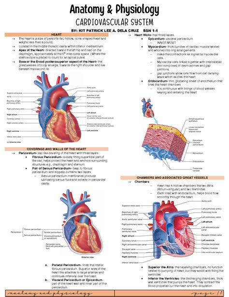 Solution Anatomy And Physiology Cardiovascular System With Mcgraw