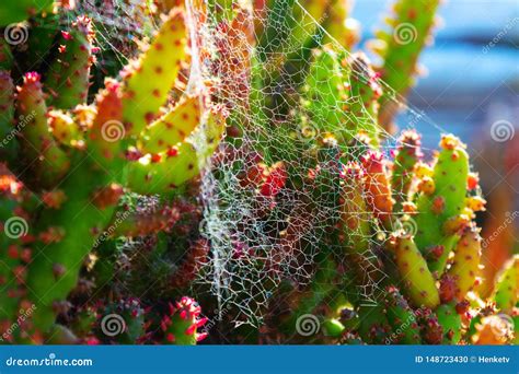 Cactus Spiky Succulent Green Plants With Thorns And Cobwebs Stock Photo