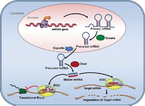 MicroRNA Biogenesis And RNA Induced Gene Silencing Transcription Of