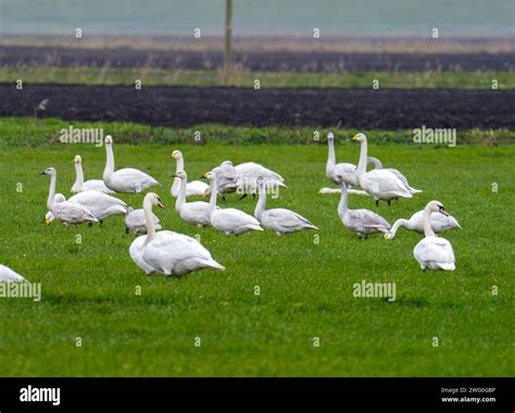 All Three British Species Of Swan Together Whooper Swan Cygnus Cygnus