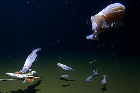 Scientists Share Video Of Fish Living Miles Under Sea Near Japan