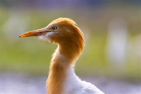 Las Aves Garzas Blancas Egretta Garzetta Est N Paradas En Un Arrozal