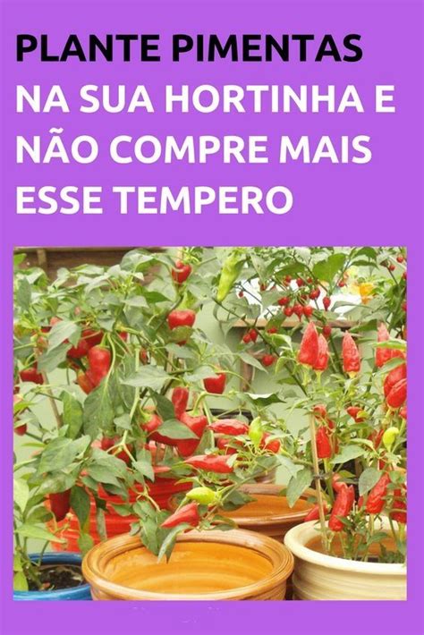 Como Plantar Pimenta Em Casa Passo A Passo Detalhado Plantar Pimenta