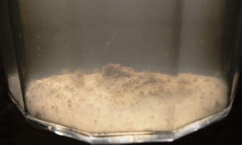 ectomycorrhizal fungi