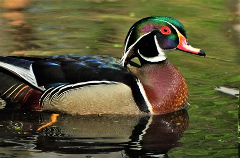 Last Chance Wood Ducks Iowa Wildlife Federation