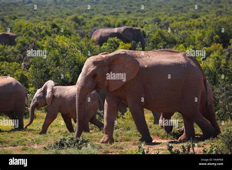 African Bush Elephants Loxodonta Africana Herd Of Juveniles Addo