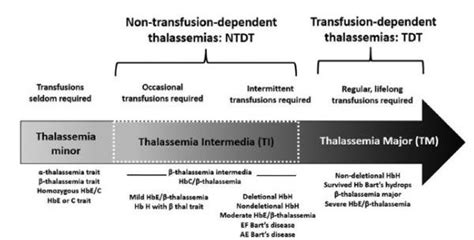 2 Pathophysiology Of Beta Thalassemia Download Scientific Diagram