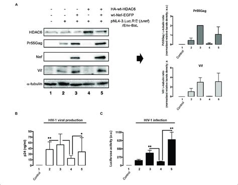 Hdac Degrades Pr Gag And Vif Inhibiting Viral Production And Virus