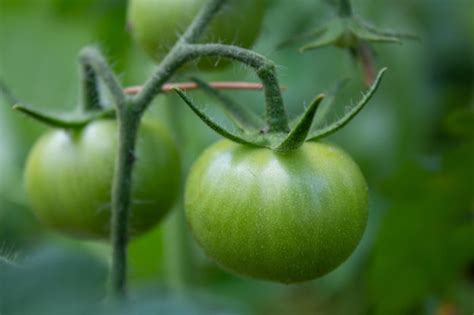 Cultivando vegetales tomates verdes sin madurar en un jardín concepto