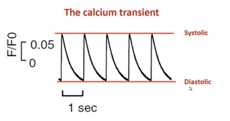 Cardiac Contraction And Relaxation The Role Of The Cardiomyocyte