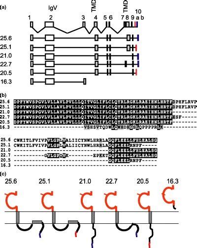 Composition Of Investigated Myelin Oligodendrocyte Glycoprotein Mog