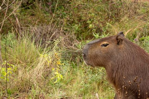 Largest Rodent in the World Called Carpincho in Its Habitat Stock Photo ...