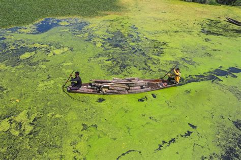 Authorities Vow To Clean Algae Filled Dal Lake Abs Cbn News