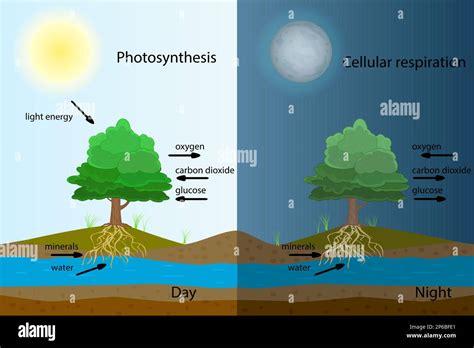 Photosynthesis Diagramprocess Of Plant Produce Oxygenscience