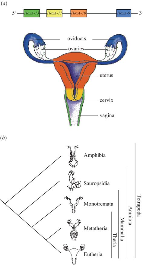 Hox Gene Expression Pattern And The Evolution Of The Female