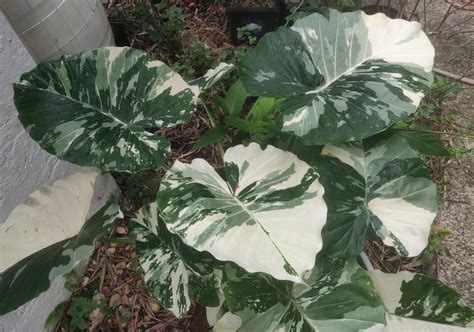 Photo Of The Entire Plant Of Elephant S Ear Alocasia Gageana Albo