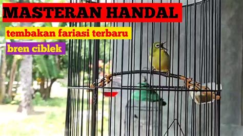 Burung Pleci Gacor Nembak Isian Bren Youtube