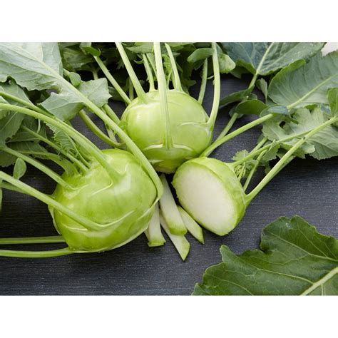 Kohlrabi Weiß Brassica oleracea var gongylodes 6er Schale kaufen bei OBI