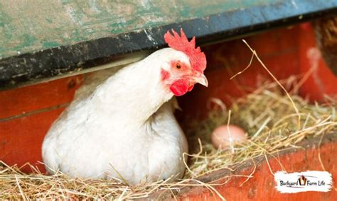 Guía Para Poner Huevos De Gallina Leghorn Y Consejos Para Criar Gallinas Leghorn Criar