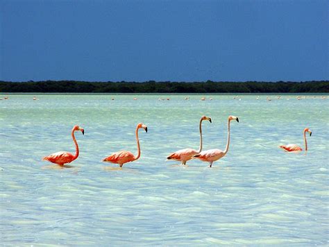 Flamingo Sightseeing In Yucatan Tulum Charters