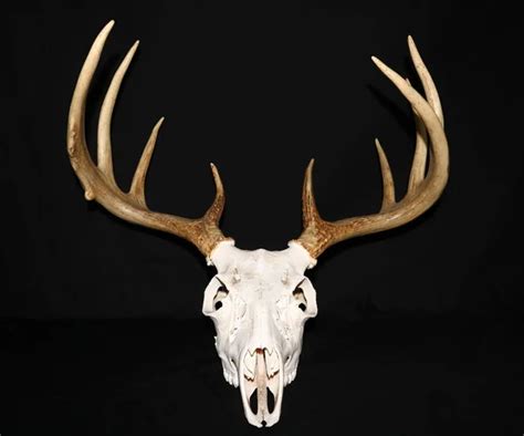 Trophy whitetail deer mount Stock Photos, Royalty Free Trophy whitetail ...