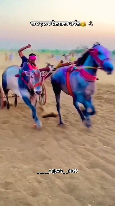 नाद फक्त एकच बैलगाडा शर्यत 🐎🐂😍 Youtube