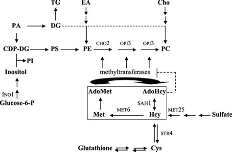 S Adenosyl L Homocysteine Hydrolase Key Enzyme Of Methylation