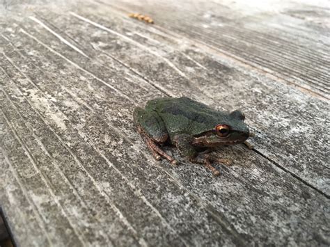 Dan Lewis Photographed A Sierran Treefrog Mendonoma Sightings