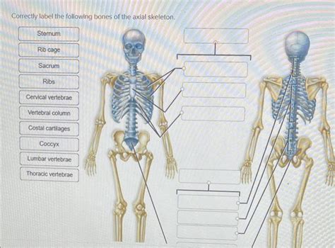 Solved Correctly Label The Following Bones Of The Axial