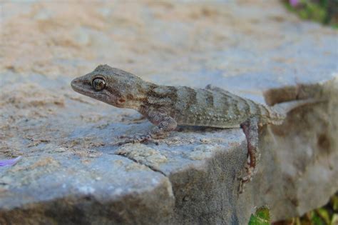 Kotschy s gecko Mediodactylus kotschyi Κυρτοδάκτυλος Flickr