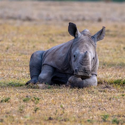 The Rhino Orphanage Hansie En Grietjie