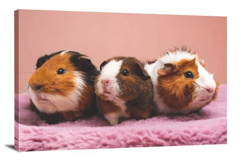 Guinea Pig Triplets 2021 Canvas Wrap