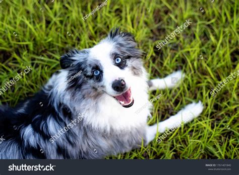 White Australian Shepherd Blue Eyes