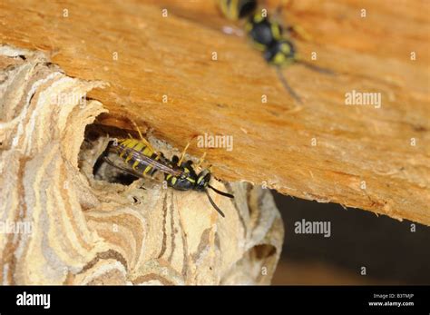 Common Wasp Vespula Vulgaris At Entrance To Nest Oxfordshire UK Stock