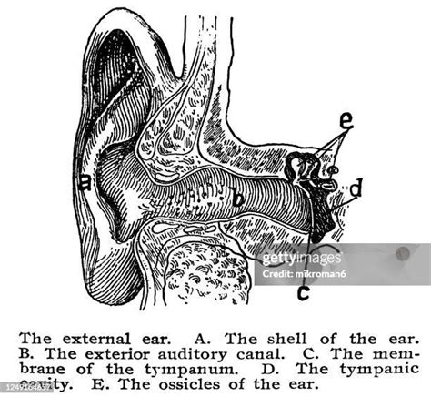 Tympanic Cavity Photos And Premium High Res Pictures Getty Images