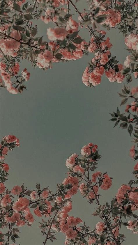 Flower Aesthetic Wallpaper Flower Iphone Wallpaper Ethereal Aesthetic