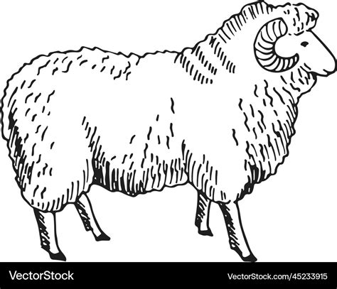 Ram sketch sheep drawing hand drawn animal Vector Image