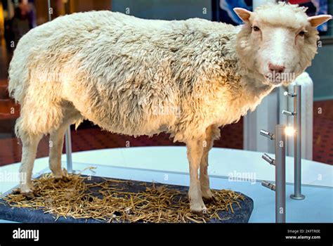 Dolly The Sheep The First Cloned Animal Preserved As A Taxidermy