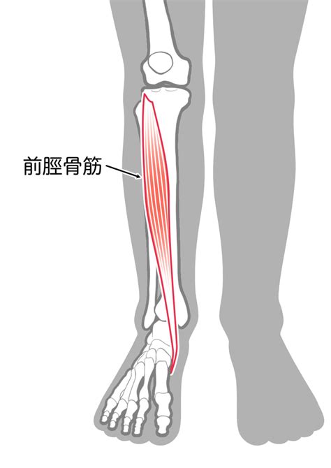 前脛骨筋をほぐすストレッチ｜足首のむくみに効果的？硬い原因も解説 Hogugu（ホググ）