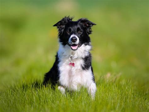 Se puede cortar el pelo a un border collie Descúbrelo