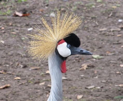 Crowned Crane Portrait Free Stock Photo Public Domain Pictures