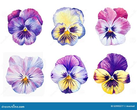 Set Of Six Watercolor Pansies Stock Illustration Illustration Of