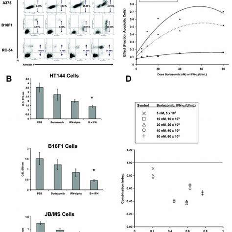 Bortezomib and IFN α induce apoptosis in melanoma and renal cell