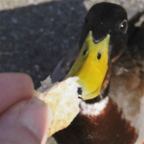 Why You Shouldnt Feed Ducks Bread Good Housekeeping