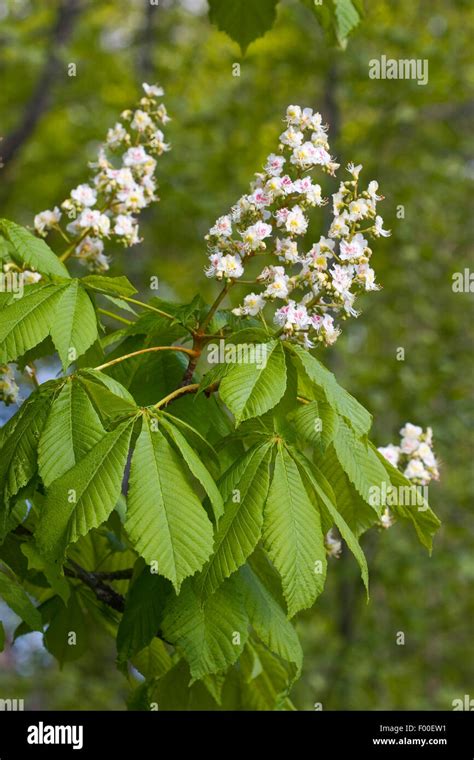 Common Horse Chestnut Aesculus Hippocastanum Blooming Branch