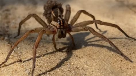 Cranberry Spiders Will Make You Rethink Eating The Fruit | GIANT FREAKIN ROBOT