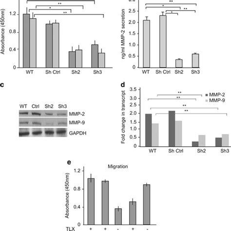 TLX Promotes Migration And Invasion In IMR 32 Cells A Invasion And