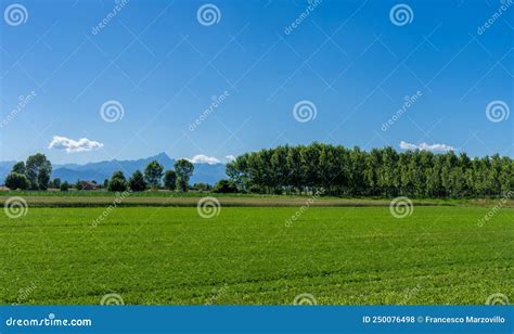 Landscape With Green Meadows And Poplar Trees Stock Photo Image Of