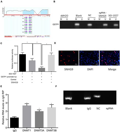 Frontiers Lncrna Snhg Promotes Cell Proliferation Migration And